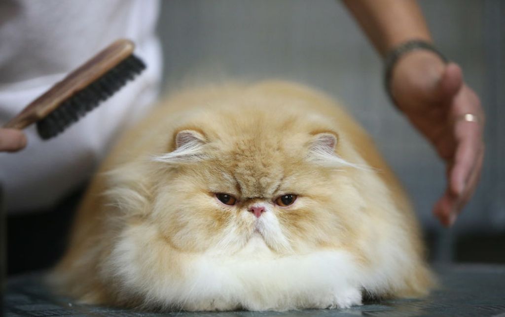 Жирный кот